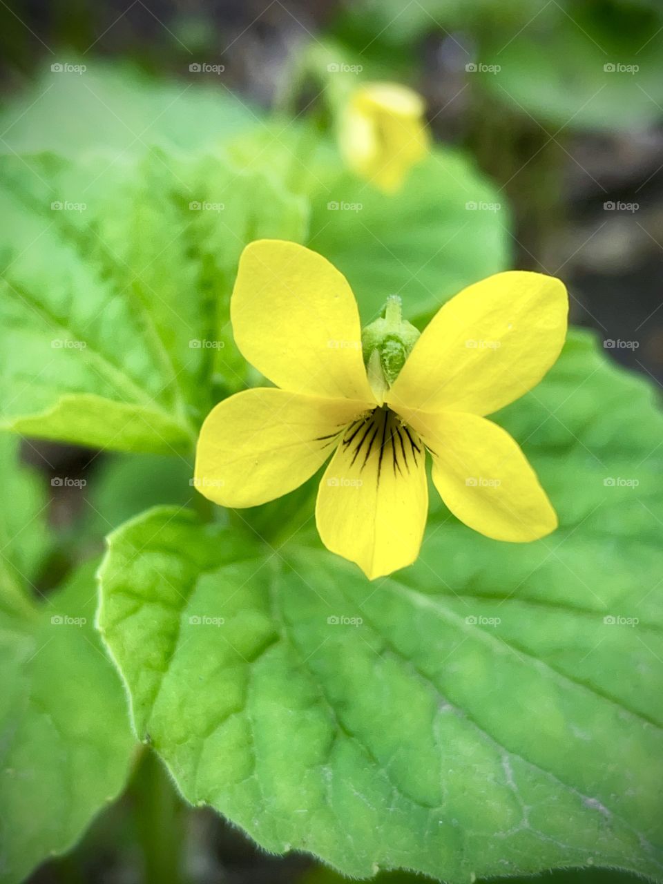 Downy yellow violet 