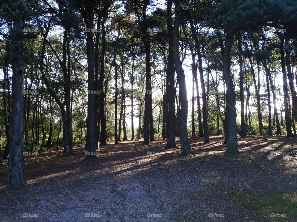 Pine forest