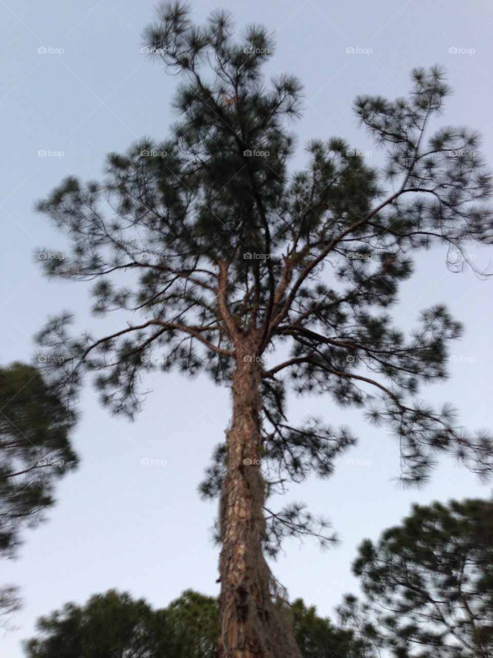 Pine tree in Florida