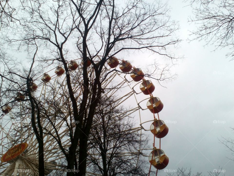 Winter, Tree, Fall, No Person, Wood