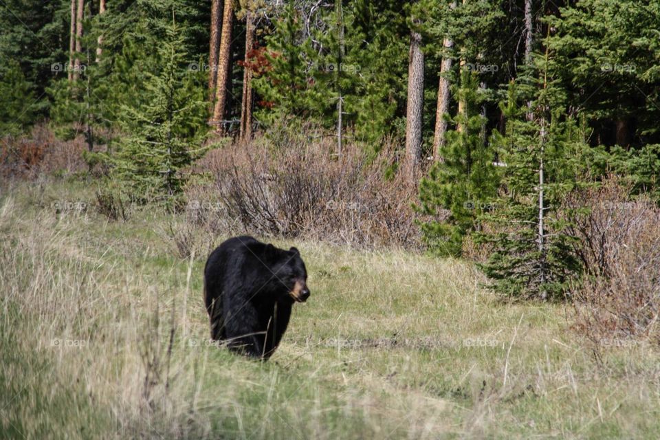 Rocky Mountain Black Bear. Black bear photographed in the wilderness of Banff National Park