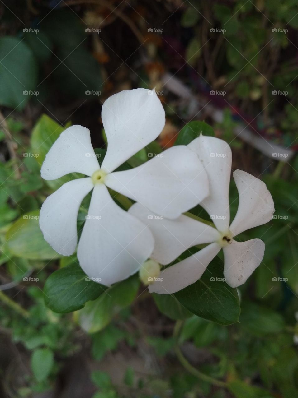 periwinkle white flower looks very beautiful generally found everywhere fresh seasonal