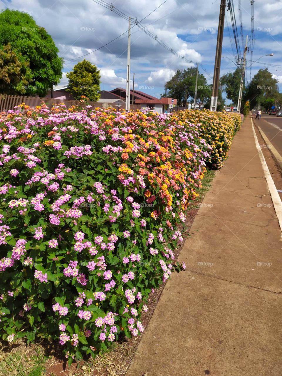 cidade Corbélia no estado do Pará Brasil