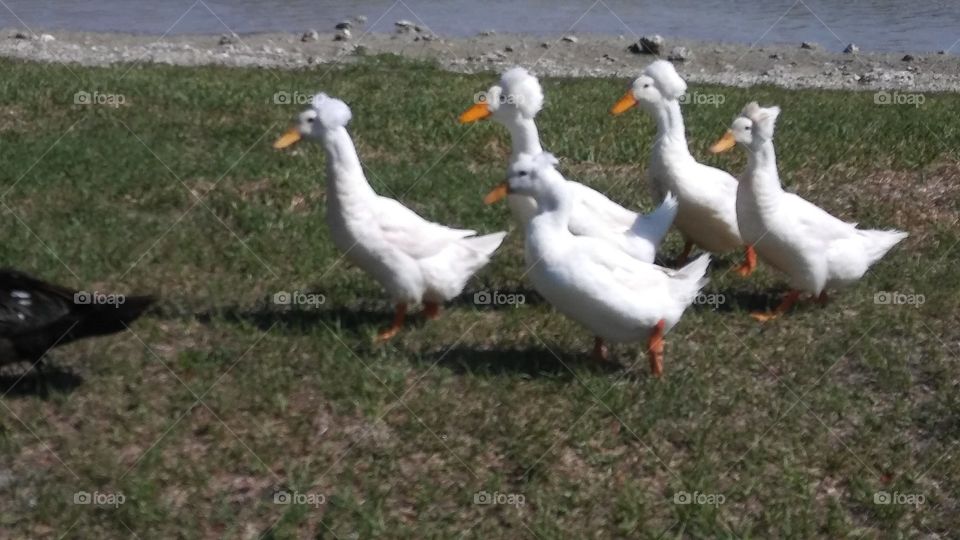 Bird, Goose, Poultry, Duck, Animal