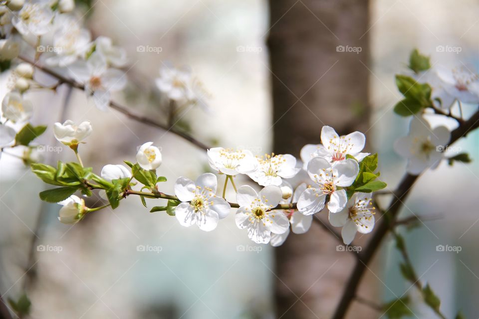 Cherry plum flowers