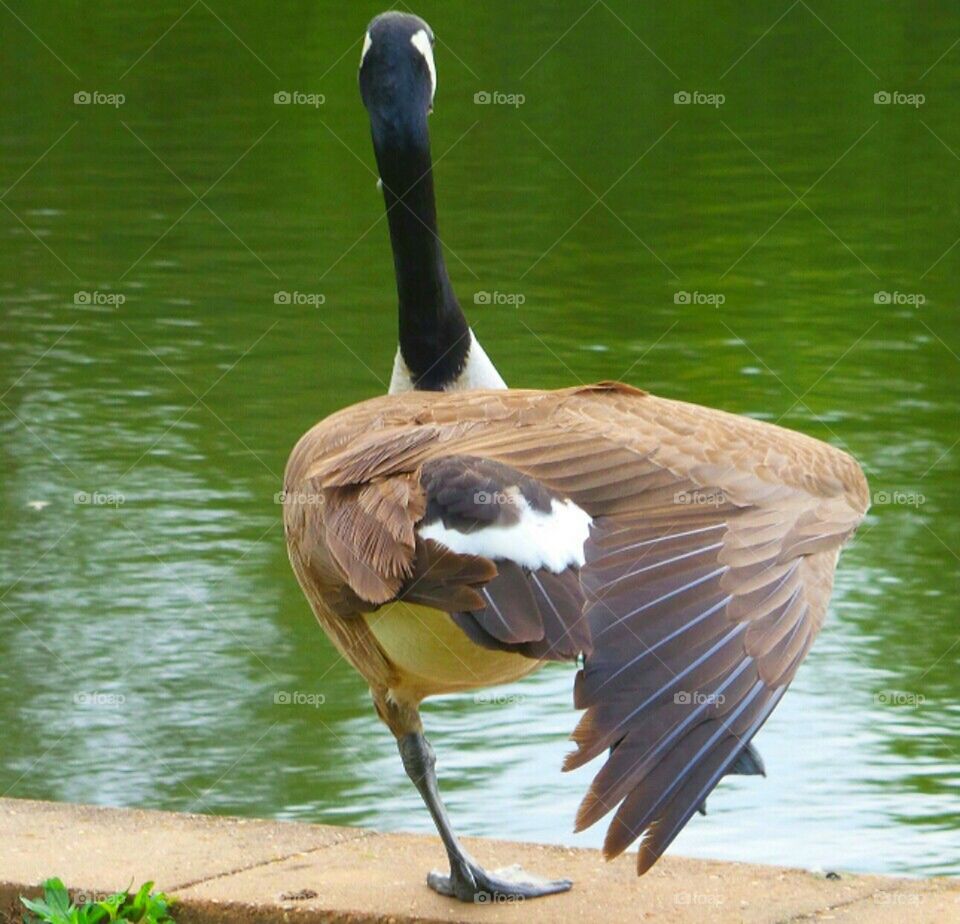 soilder goose