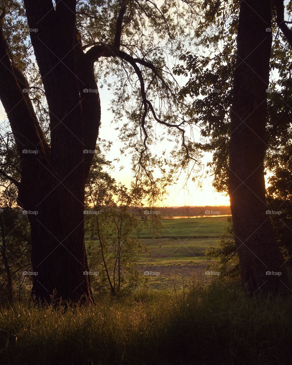 Sunset Trees 