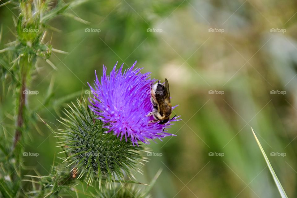 bumblebee on a thistle