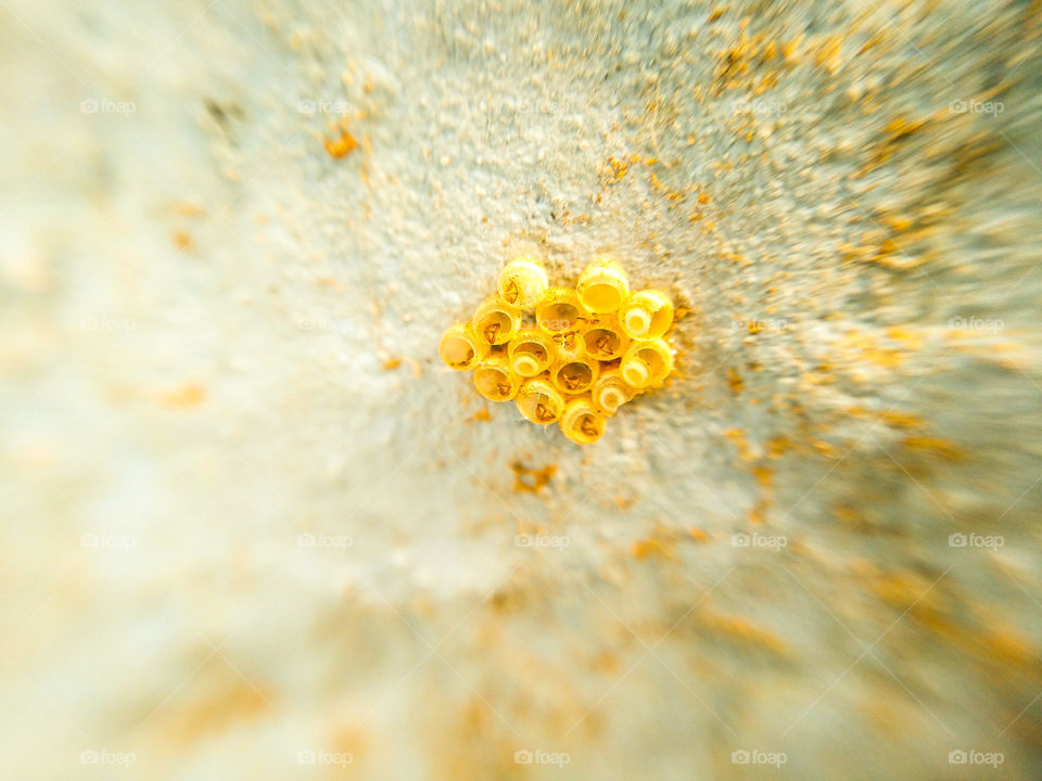 yellow eggs of any insect