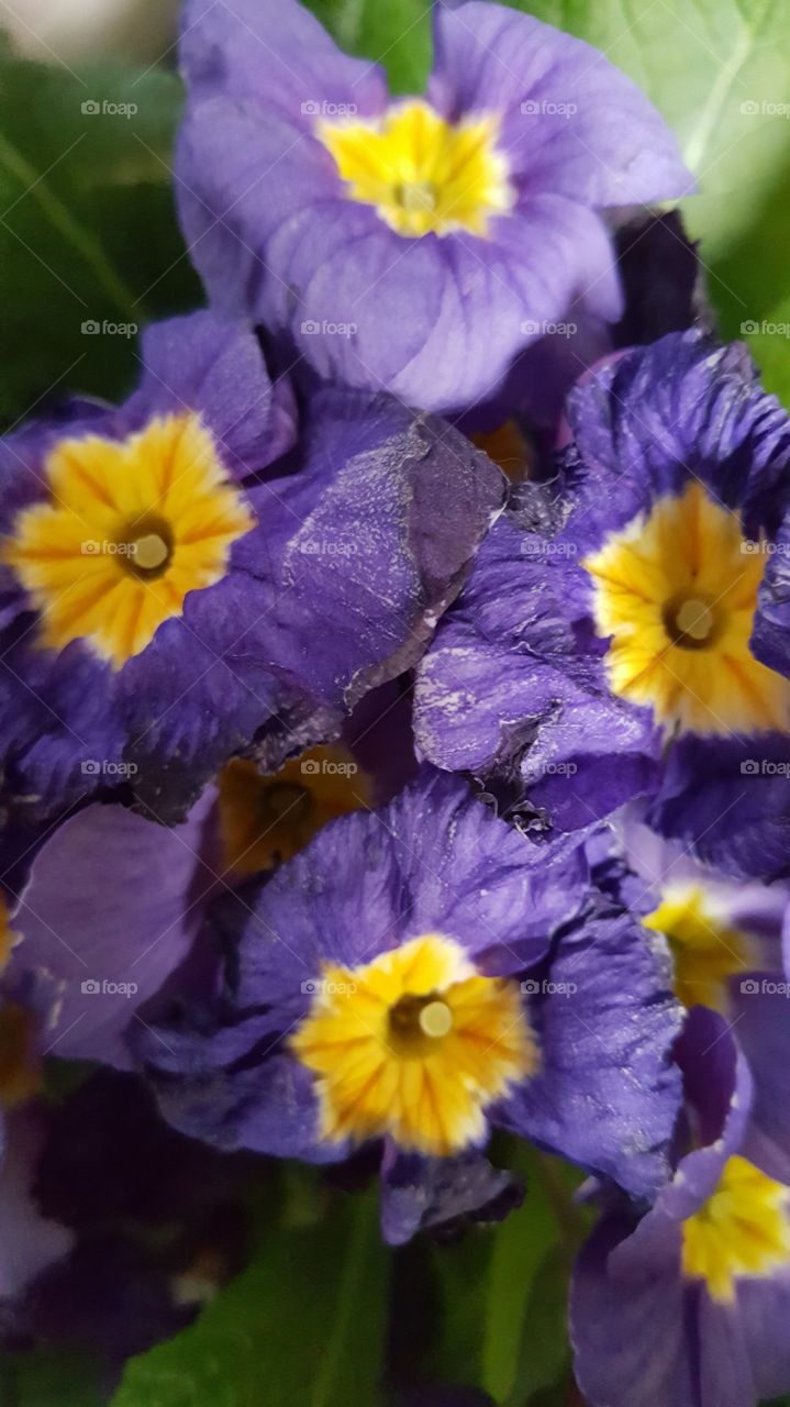 violets purple & yellow
