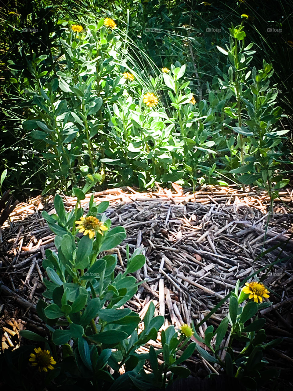 Wild yellow flowers in a field