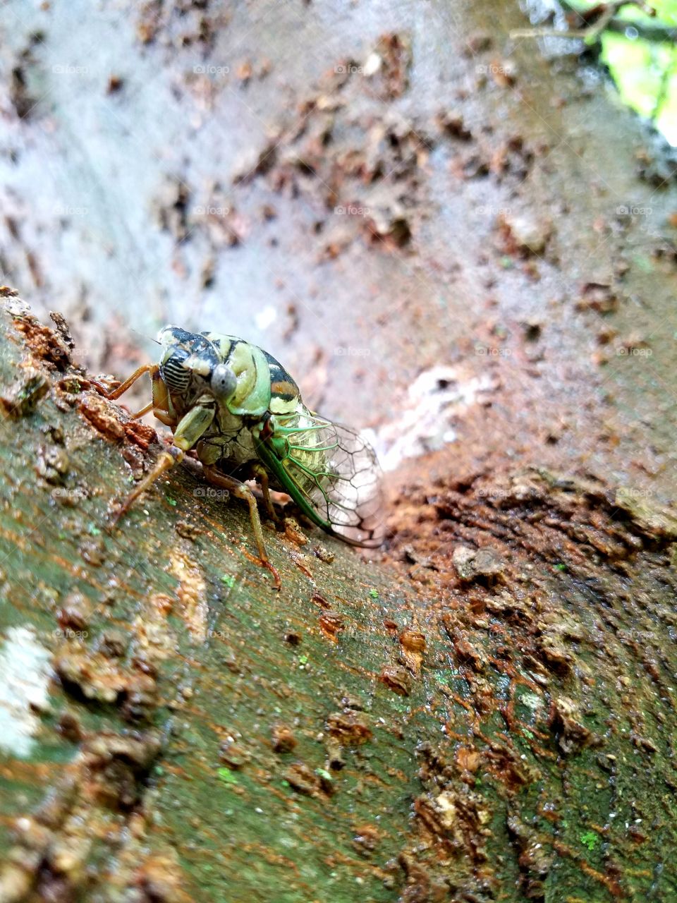 Frontal view of my dear Cicada Friend