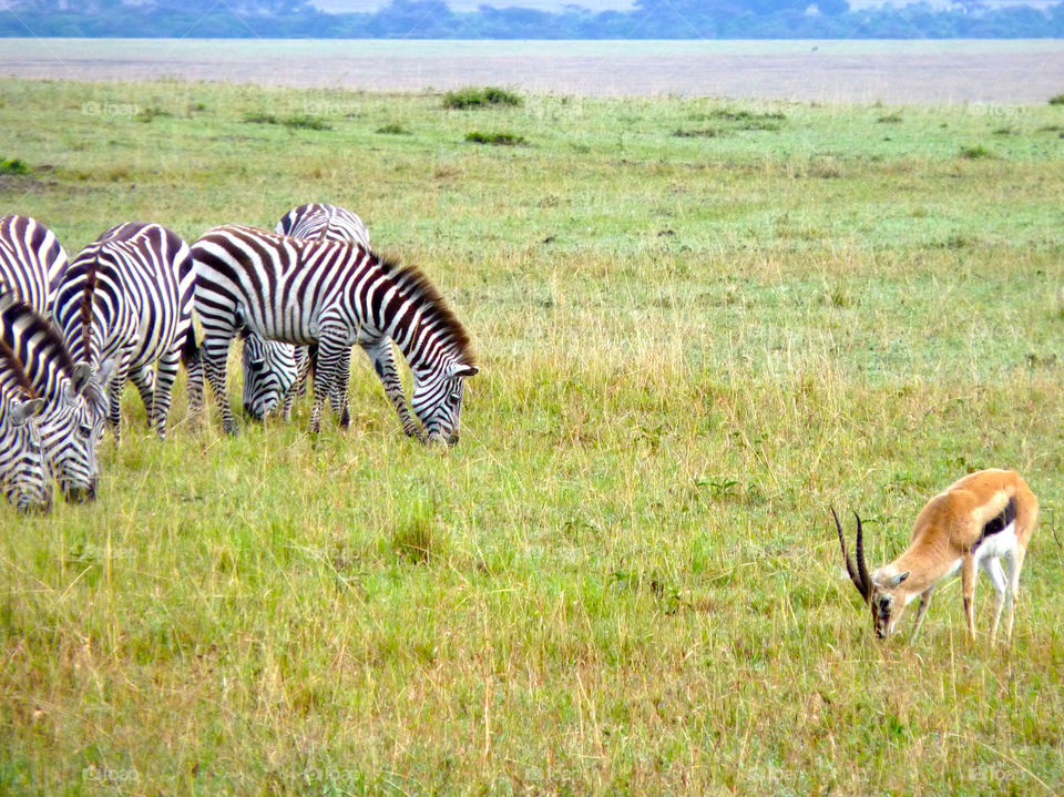 mammals animals kenya zebras by trvldeb07