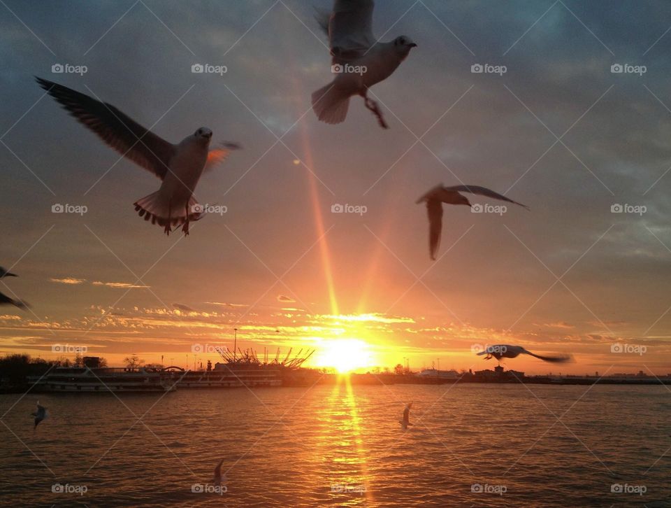 Seagulls flying at sunset over the sea in Istanbul.