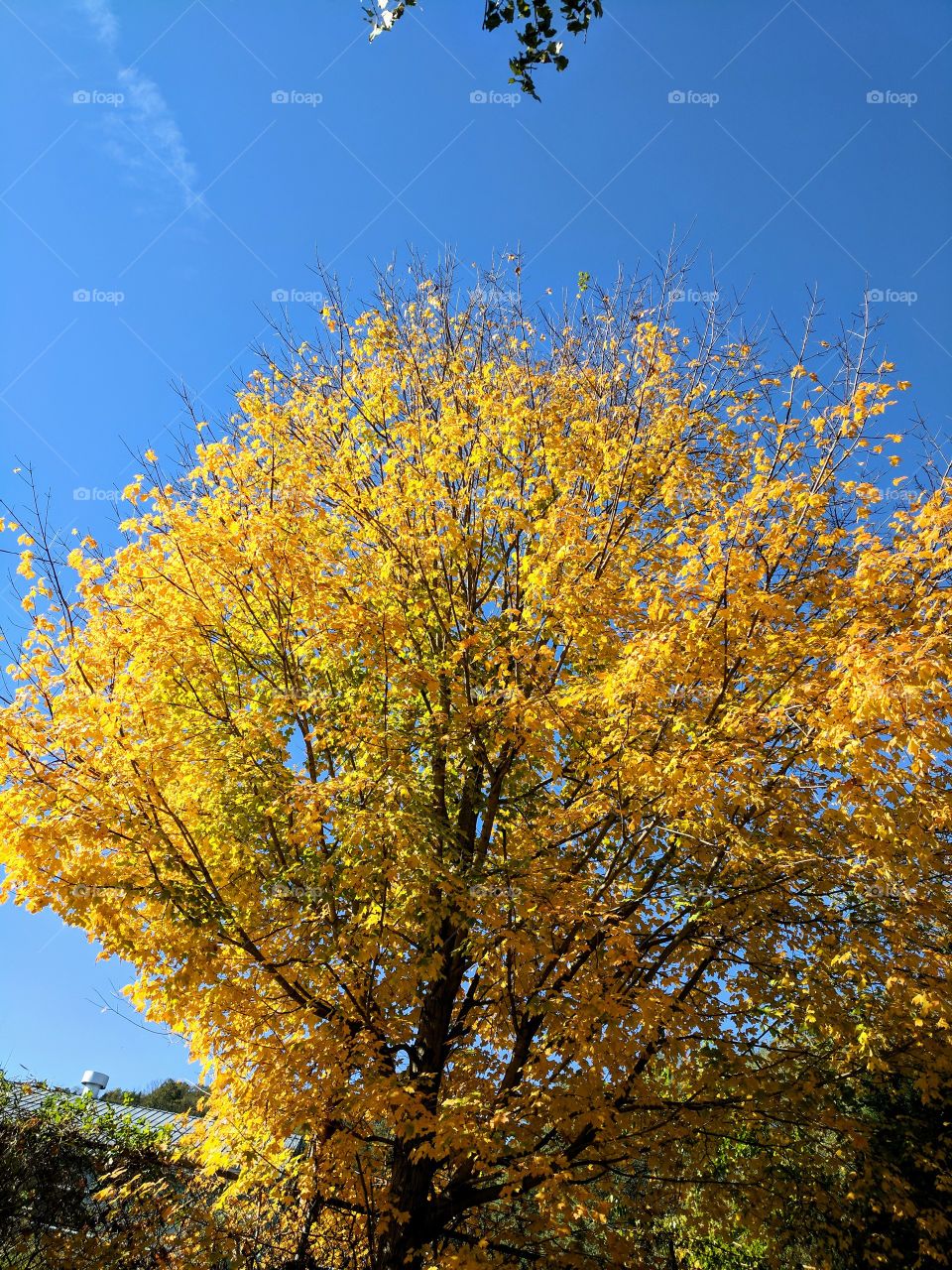 yellow tree