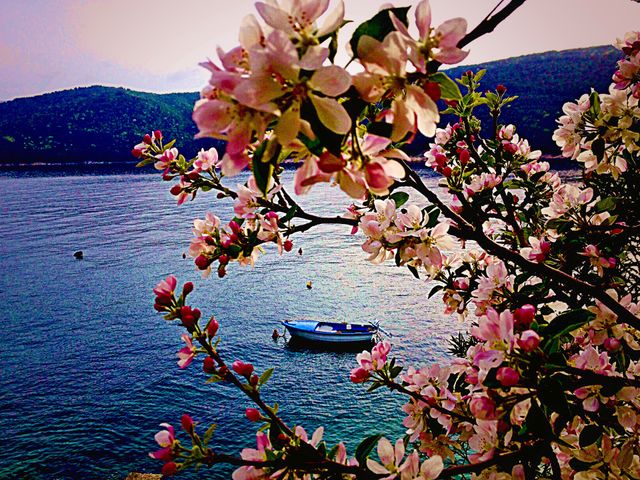 Apple flowers