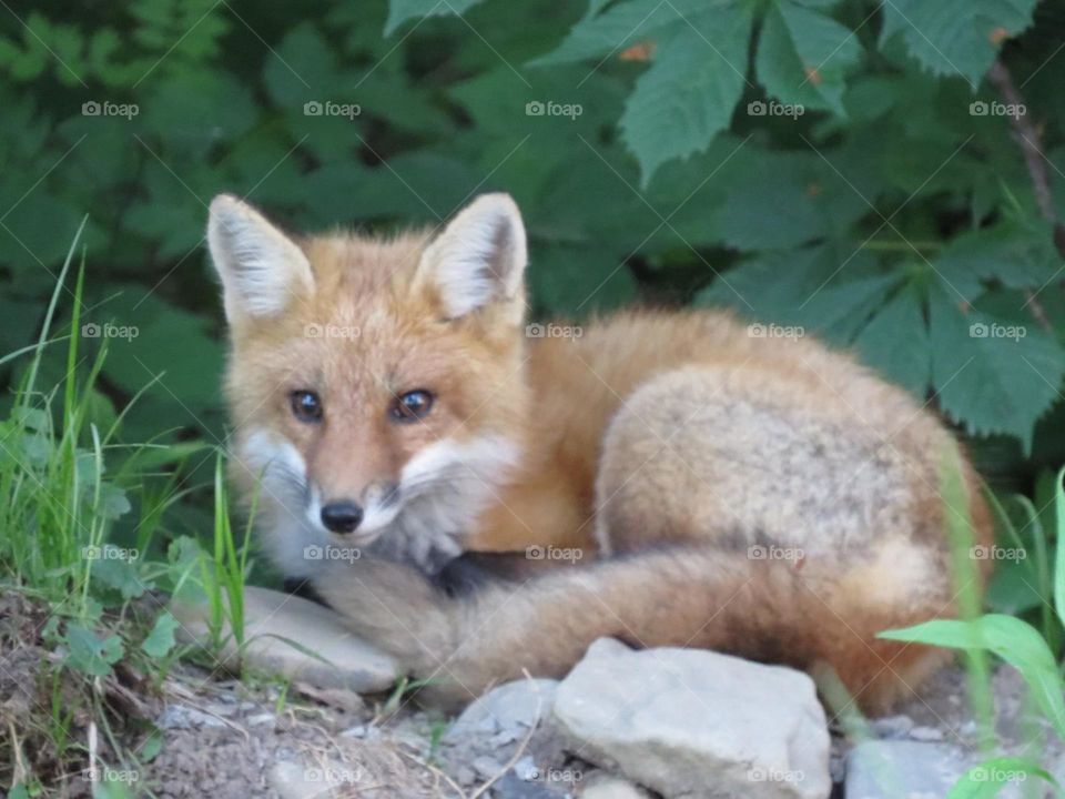 Roadside Red Fox 