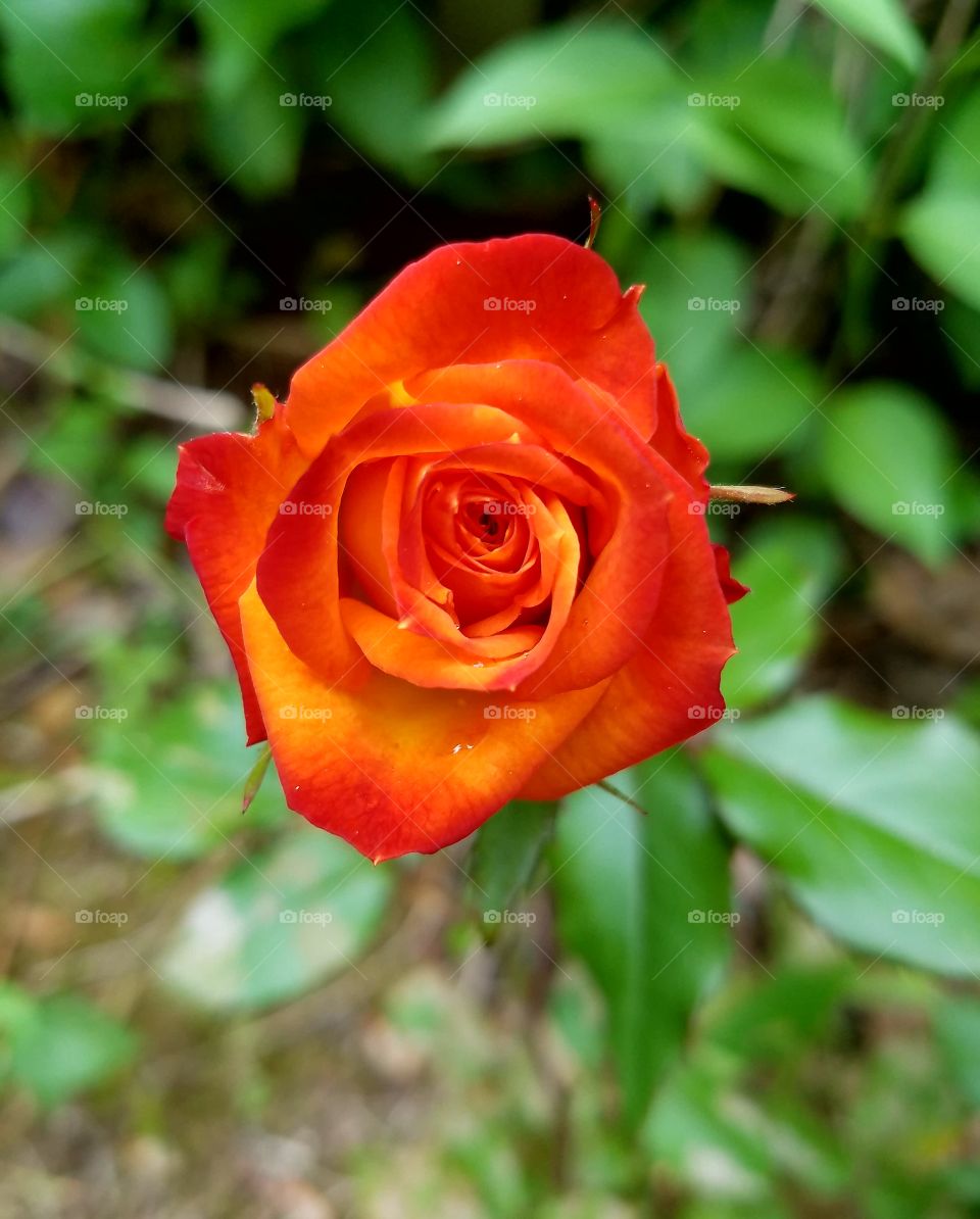 Orange rose