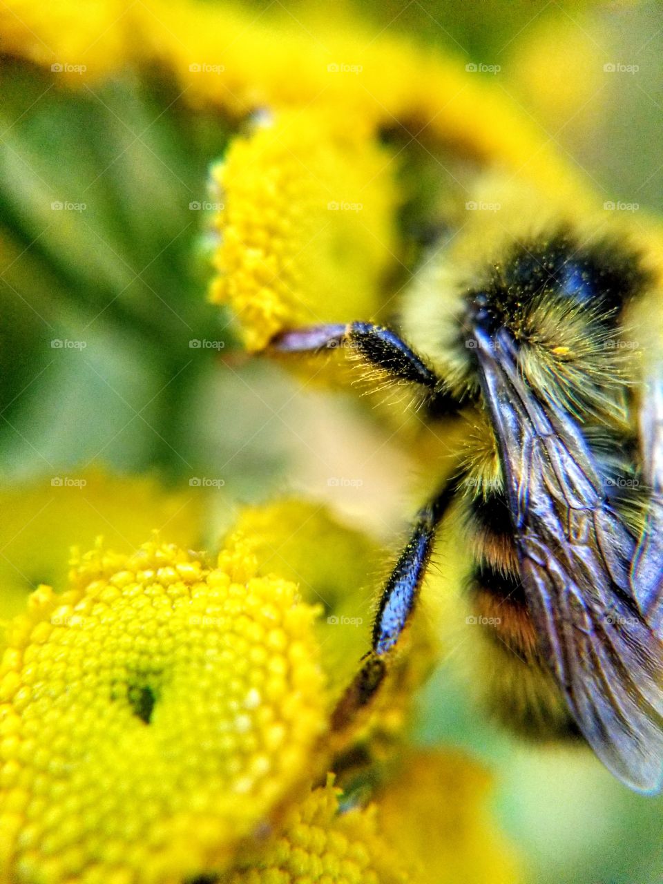 macro bumblebee 3