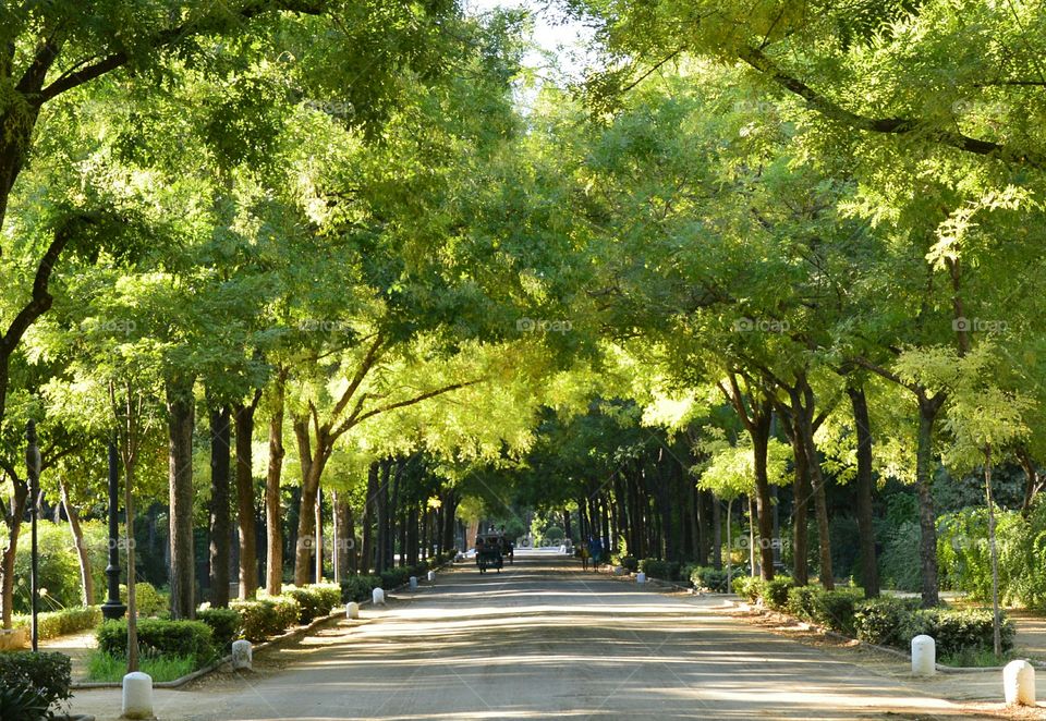 Parque de María Luisa. Parque de María Luisa, Sevilla, Spain.