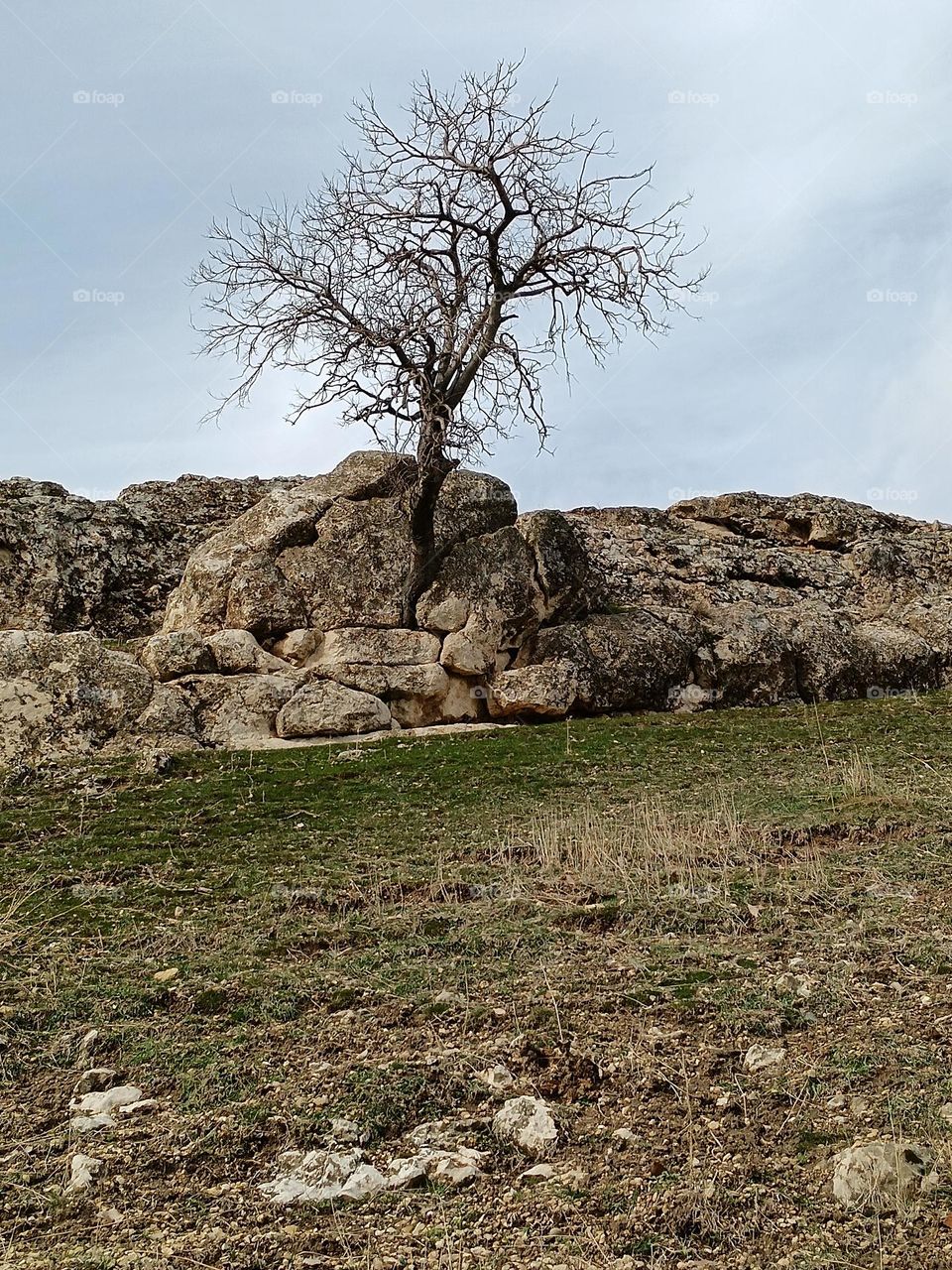 Tree and stone