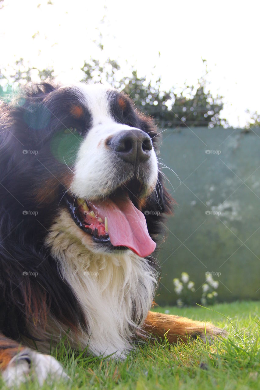 berner sennen in the sun