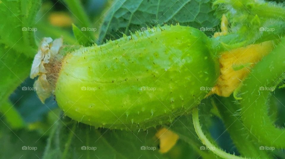 adorable garden vegetables