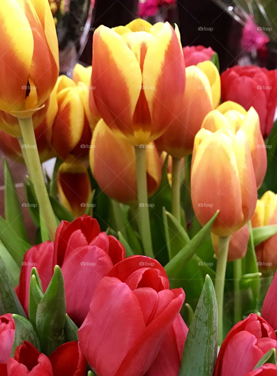 Red tulips