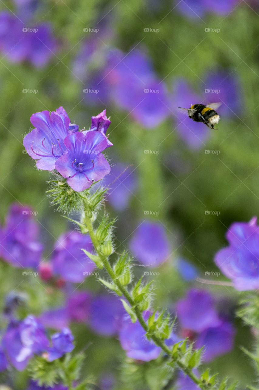 Bee near the purple flower