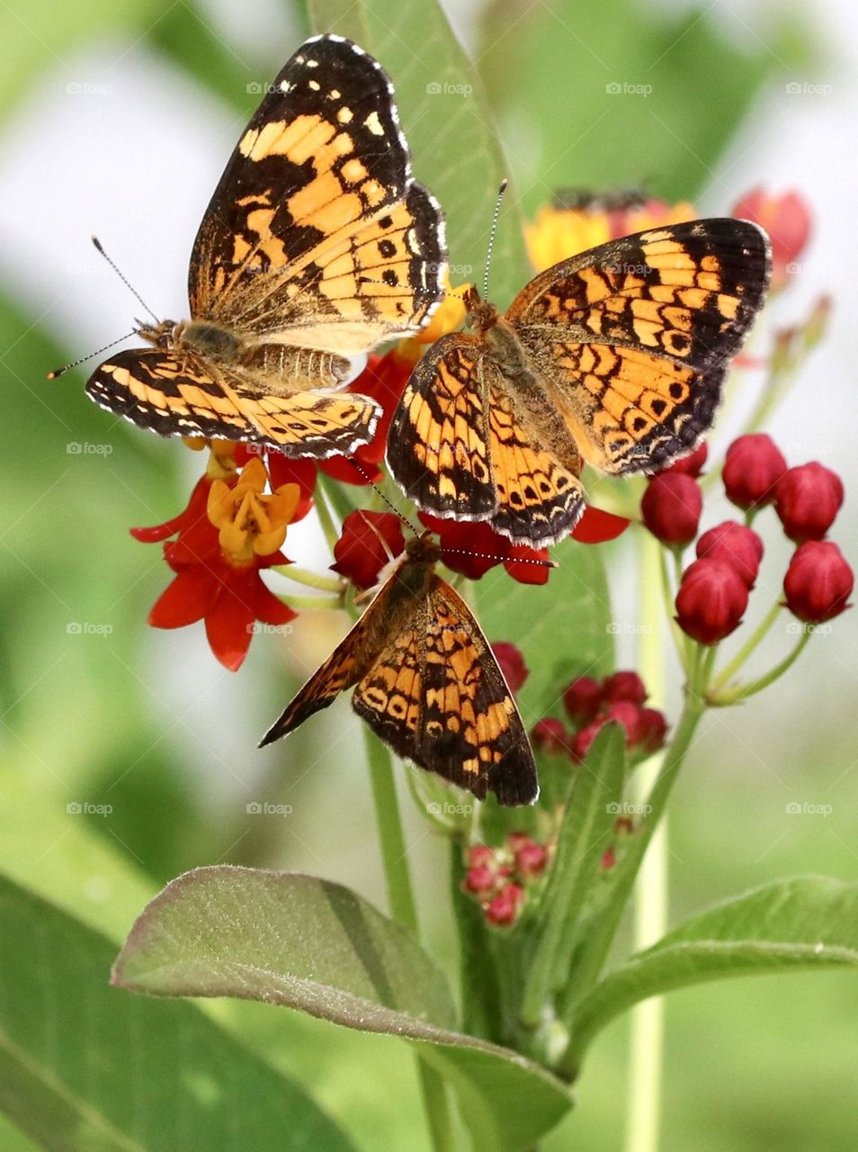 Three  butterflies on one flower 