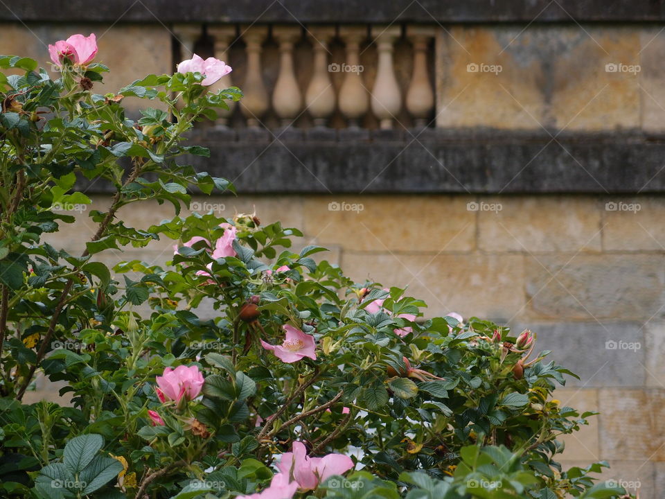 A pretty rose bush with beautiful pink rose blooms against in the gardens against an old stone wall on a summer day. 