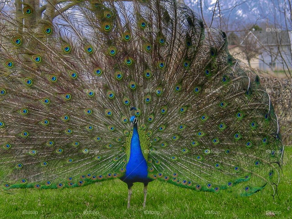 Peacock