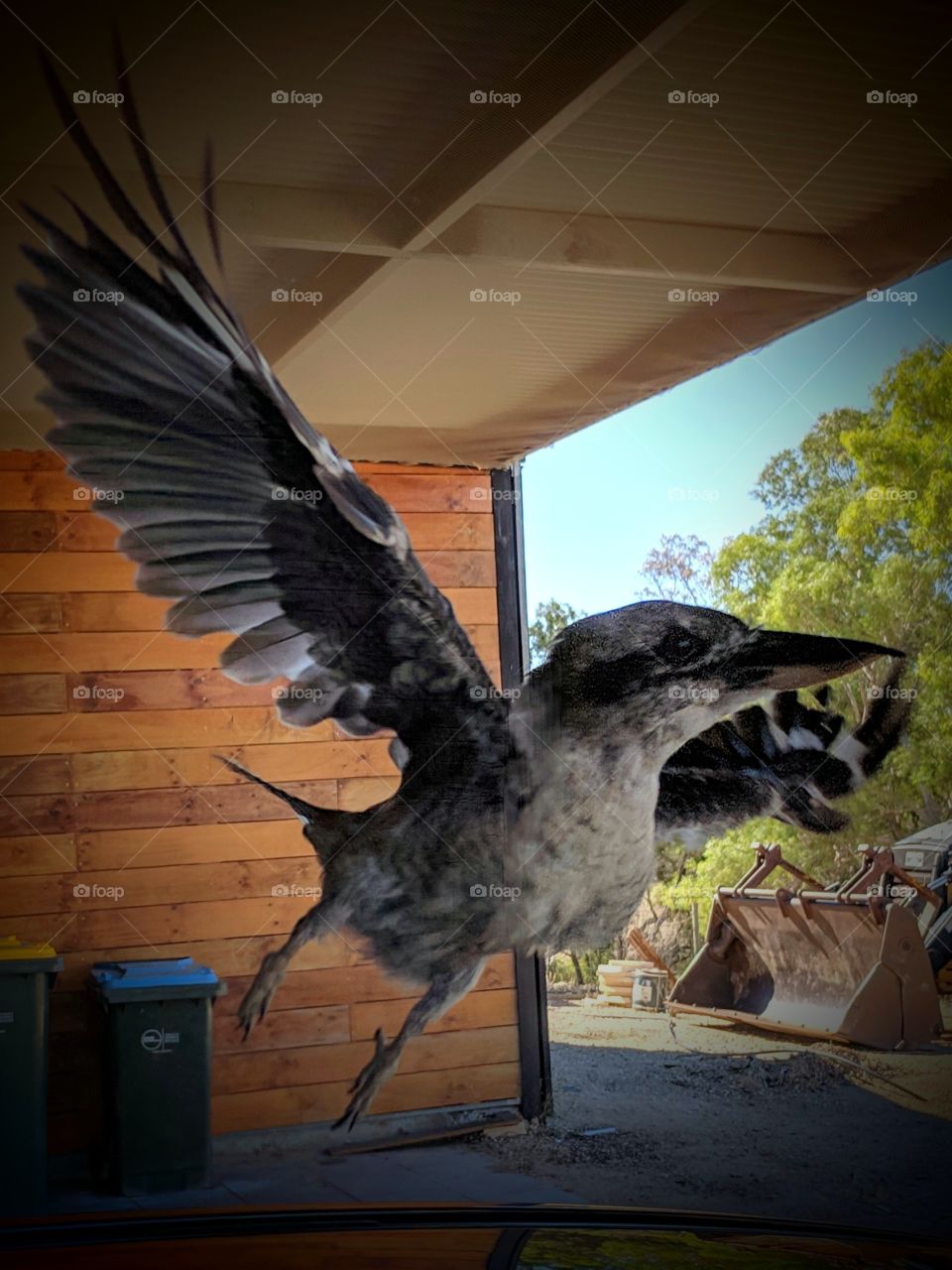 Kookaburra taking flight gracefully
