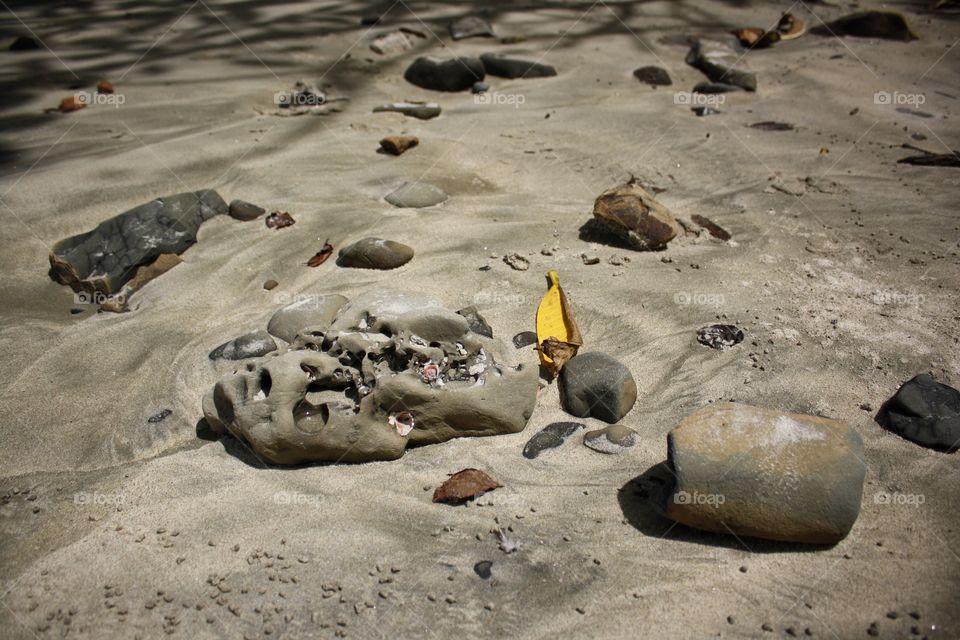 Seashells embedded in sand-washed stone