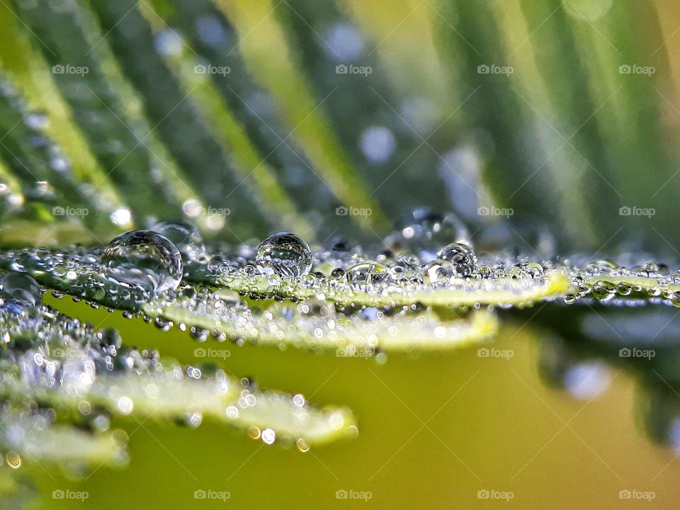 dew on fern leaf