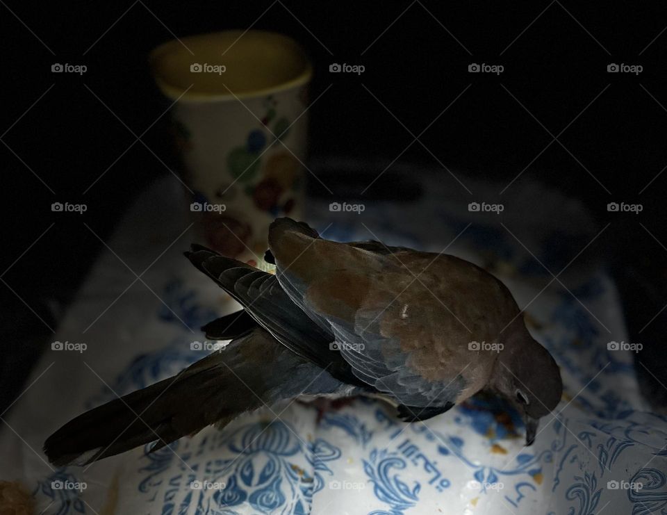 Fantastic view for my beautiful dove 🕊