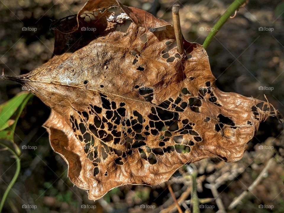 Bronze Holy Leaf