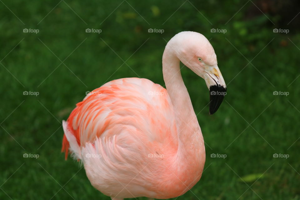 Bird, Nature, Wildlife, No Person, Animal