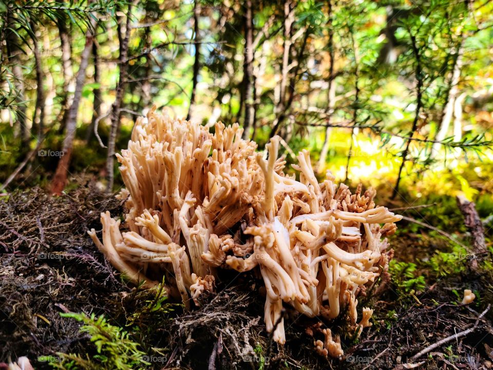 Strange looking fungi growing in Northern Canada