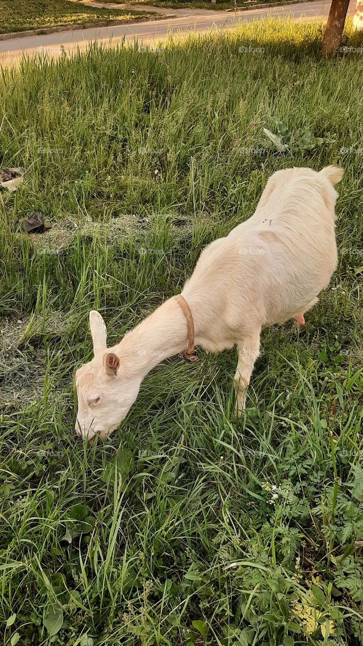 goat on the grass