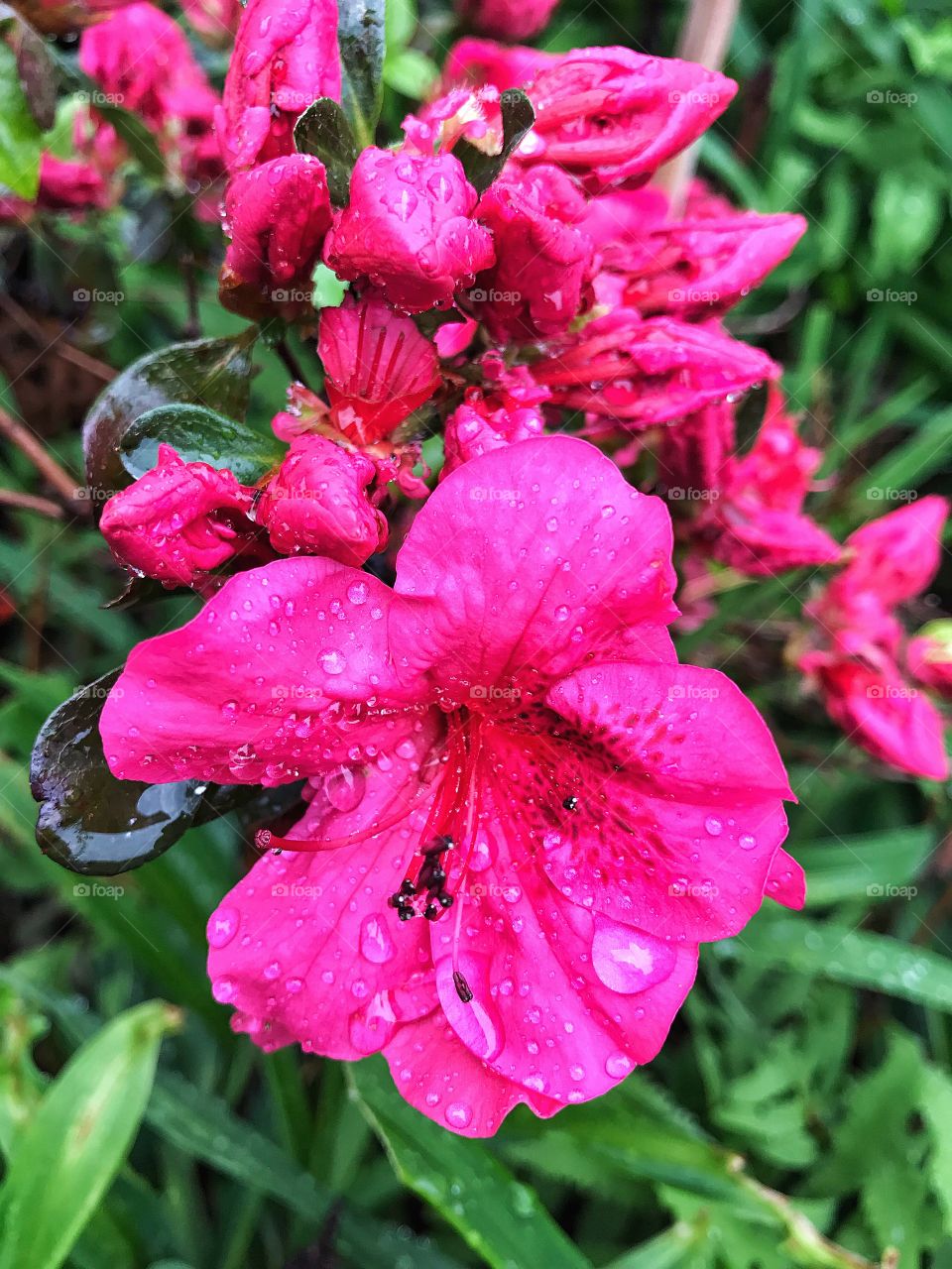 Azalea