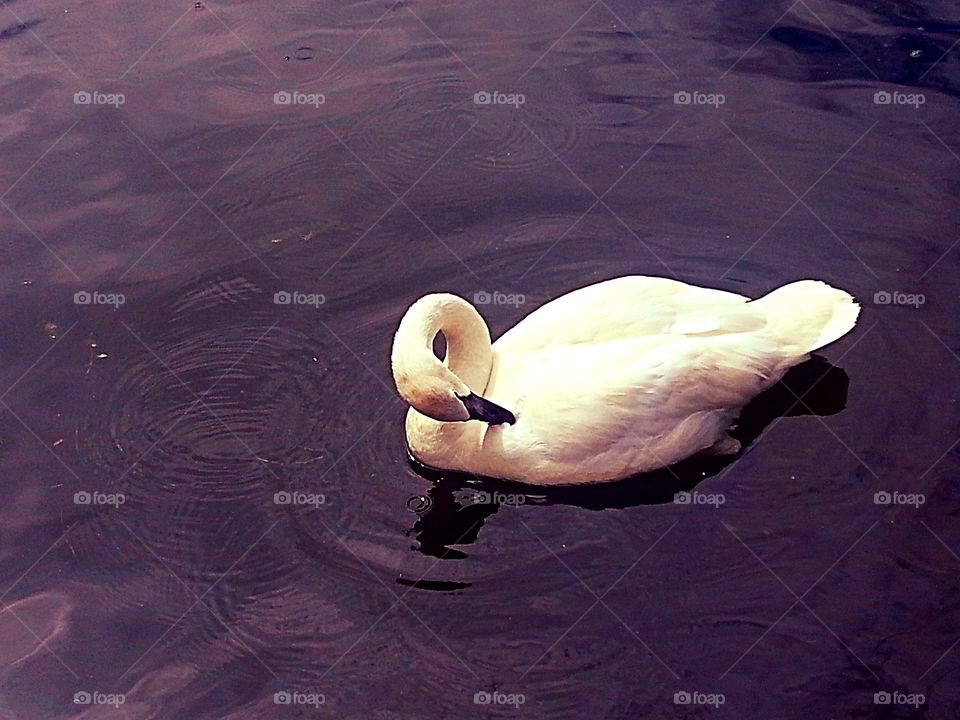 Swan. magnificent animals