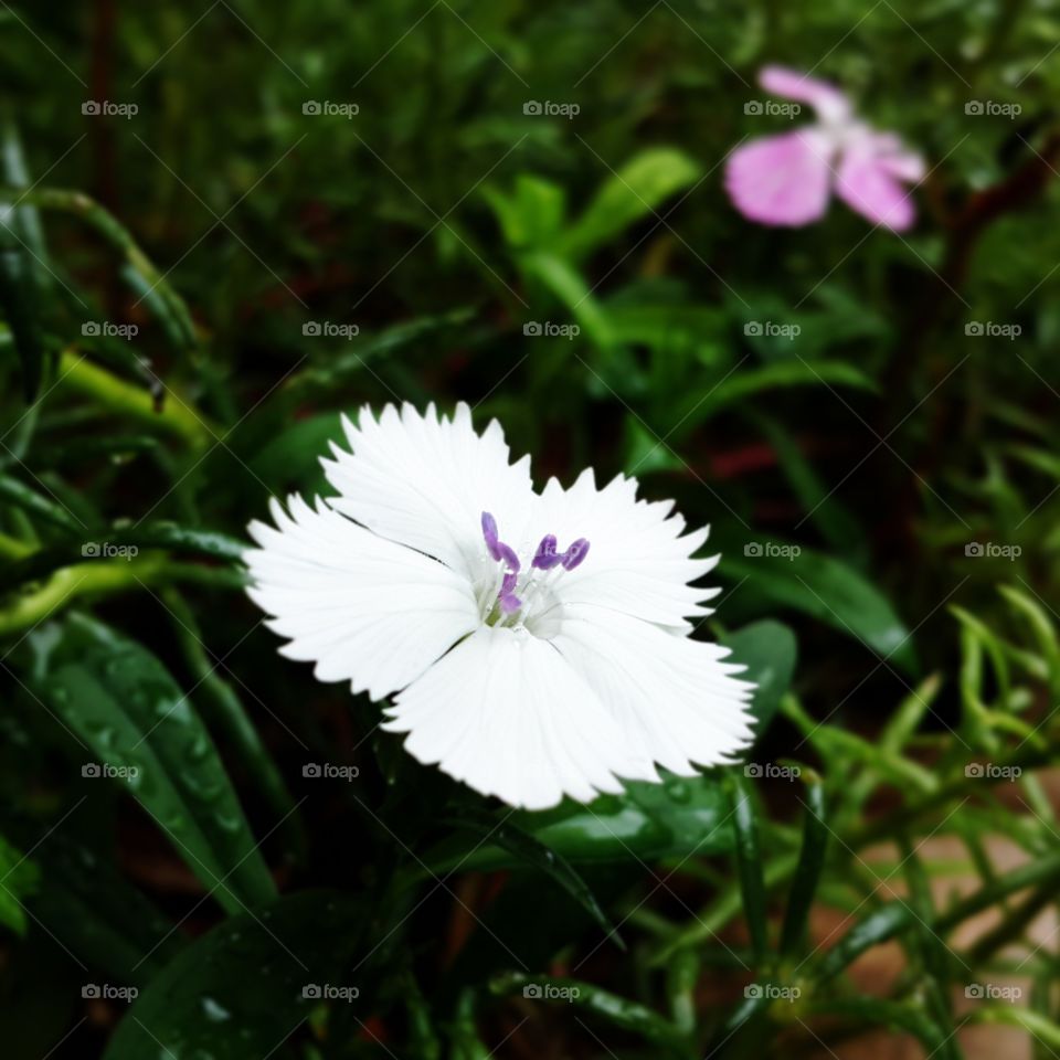 A dainty little flower