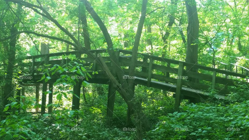 Green bridge in a forest