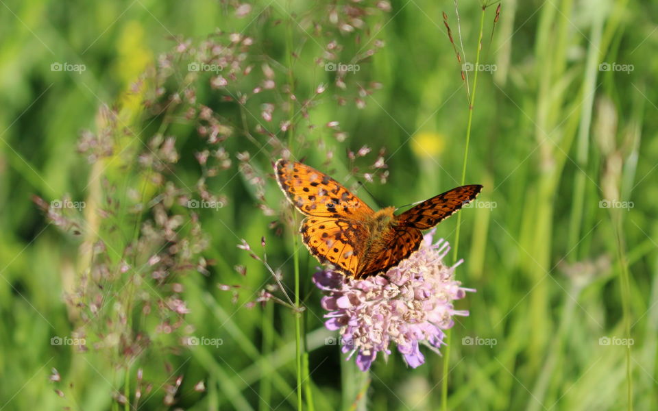 Butterfly.