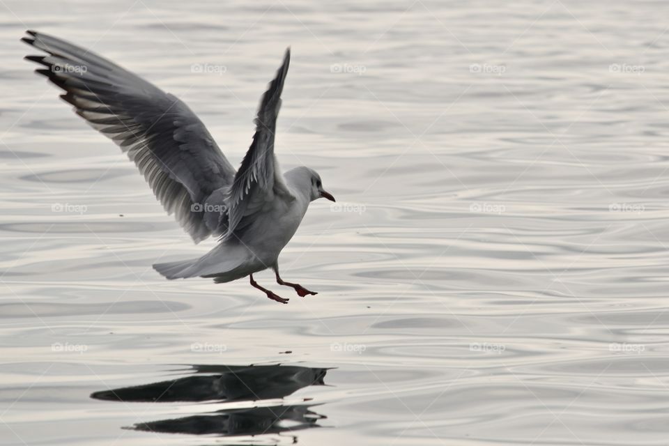 Seagull landing on lake