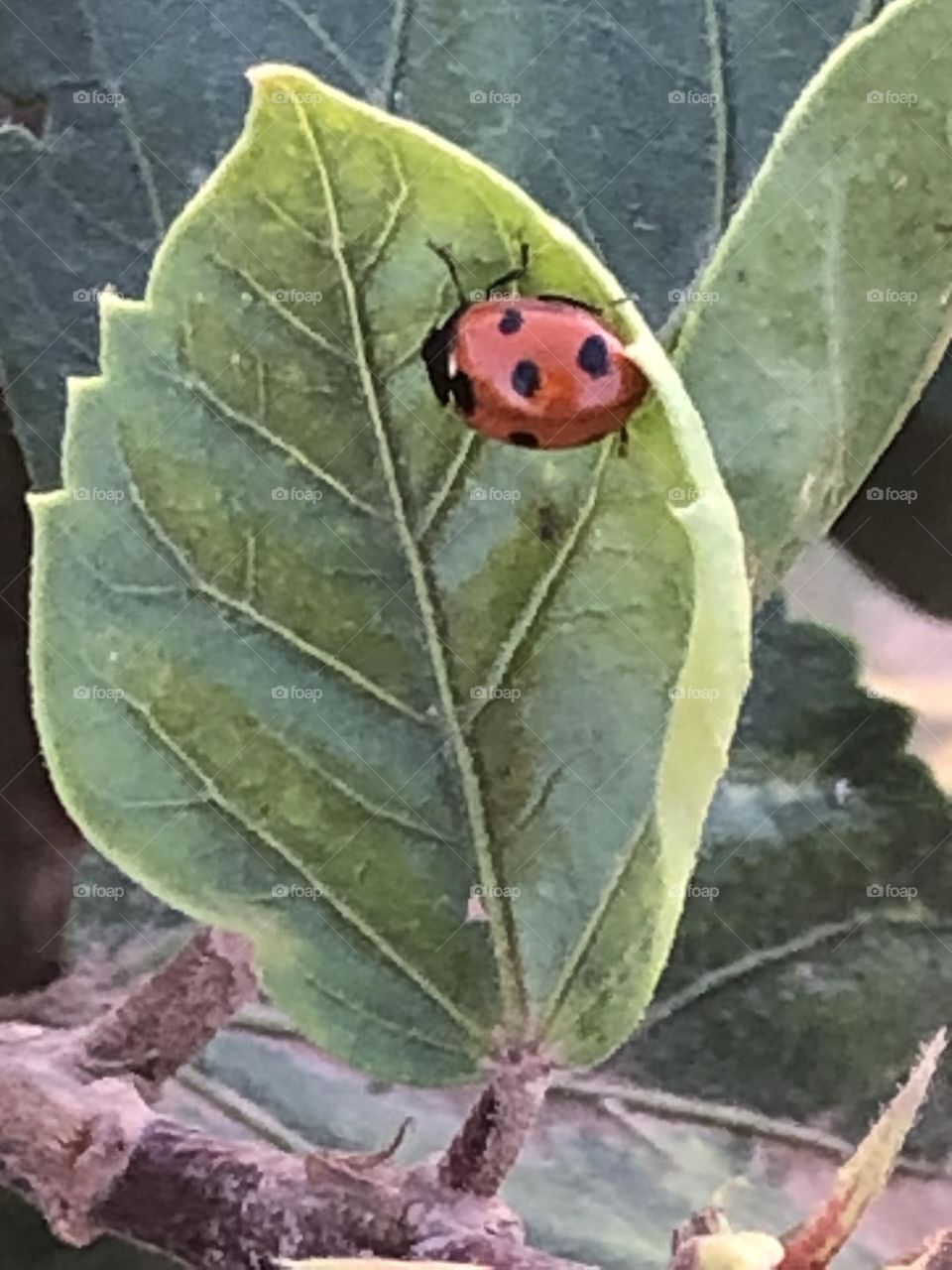 Beautiful ladybug on a green leaf of a tree.