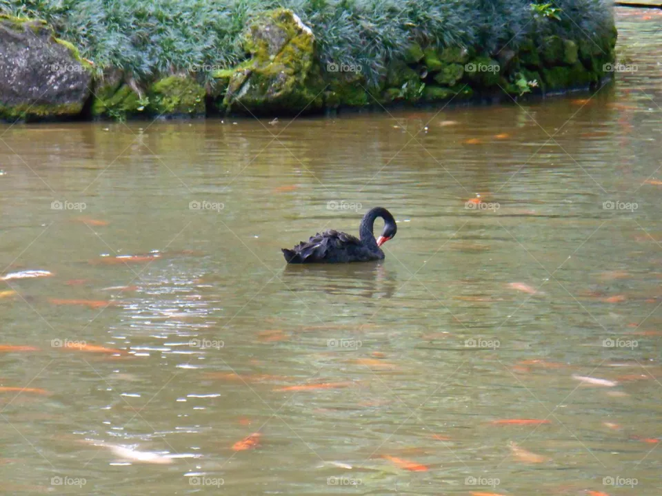 Black Swan