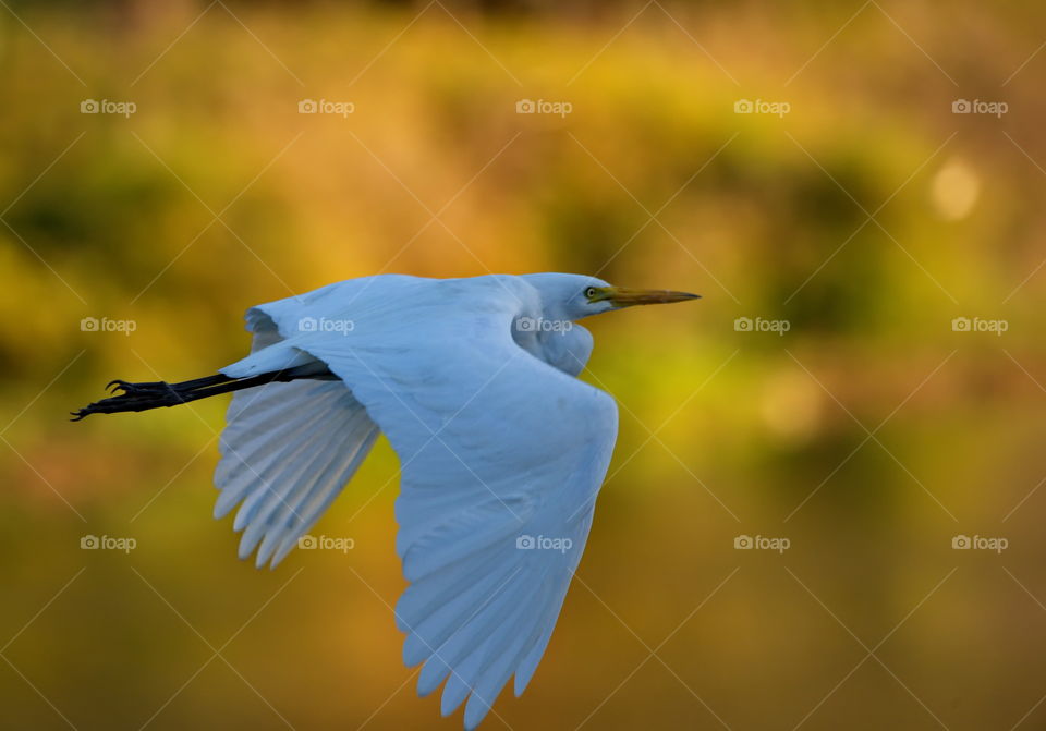 Intermediate Egret in flight