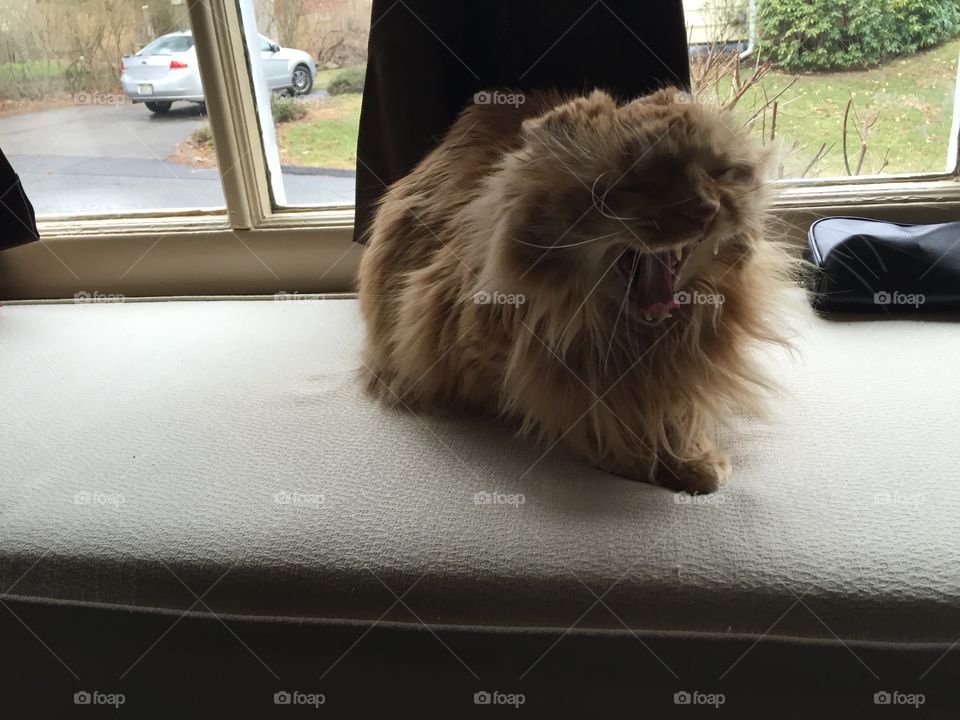 Everybody loves a nap and a nice big yawn on a window seat!